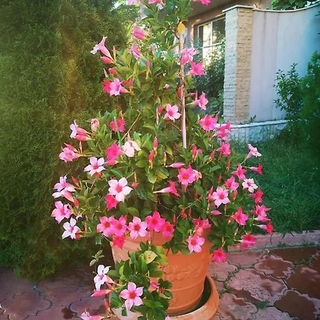 Complex Karia شقة *